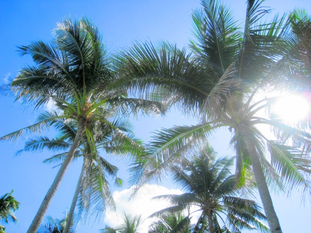 初めてのセブ島留学ガイドメインビジュアル
